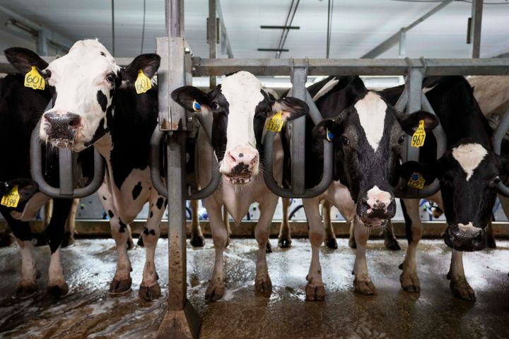 Cows stand in the milking parlor of a dairy farm in New Vienna, Iowa, on Monday, July 24, 2023. (AP Photo/Charlie Neibergall, File)