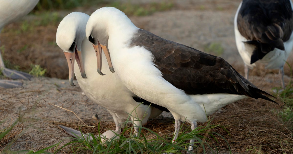 Oldest Known Wild Bird Has Been Spotted Again — And She's Got A New Boyfriend