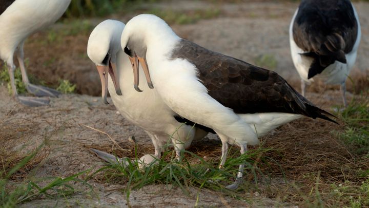 Wisdom with her new main squeeze at Midway Atoll National Wildlife Refuge.