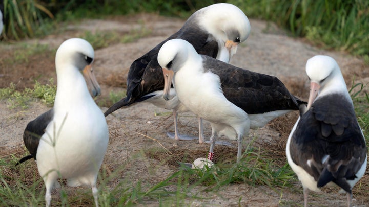 Wisdom, center, over her recently laid egg as other seabirds look on.