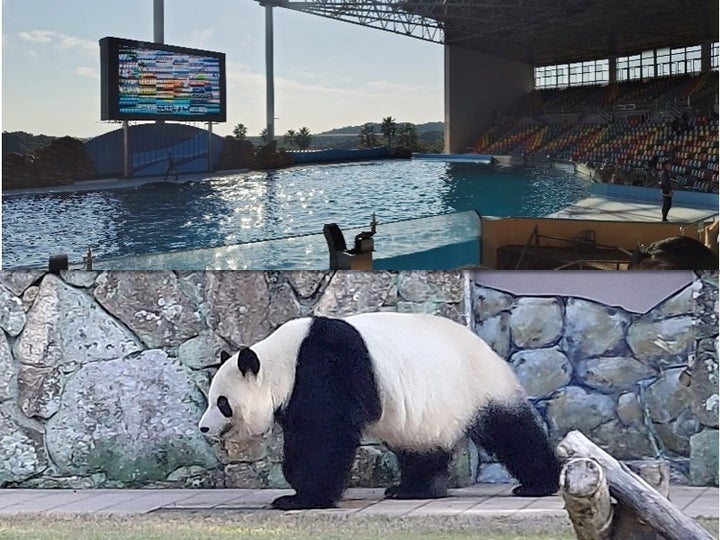 イルカショーが行われる水槽（上）とジャイアントパンダ