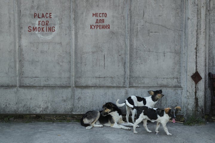 Υπολογίζεται ότι 900 αδέσποτα σκυλιά ζουν στη ζώνη αποκλεισμού (Photo by Sean Gallup/Getty Images)