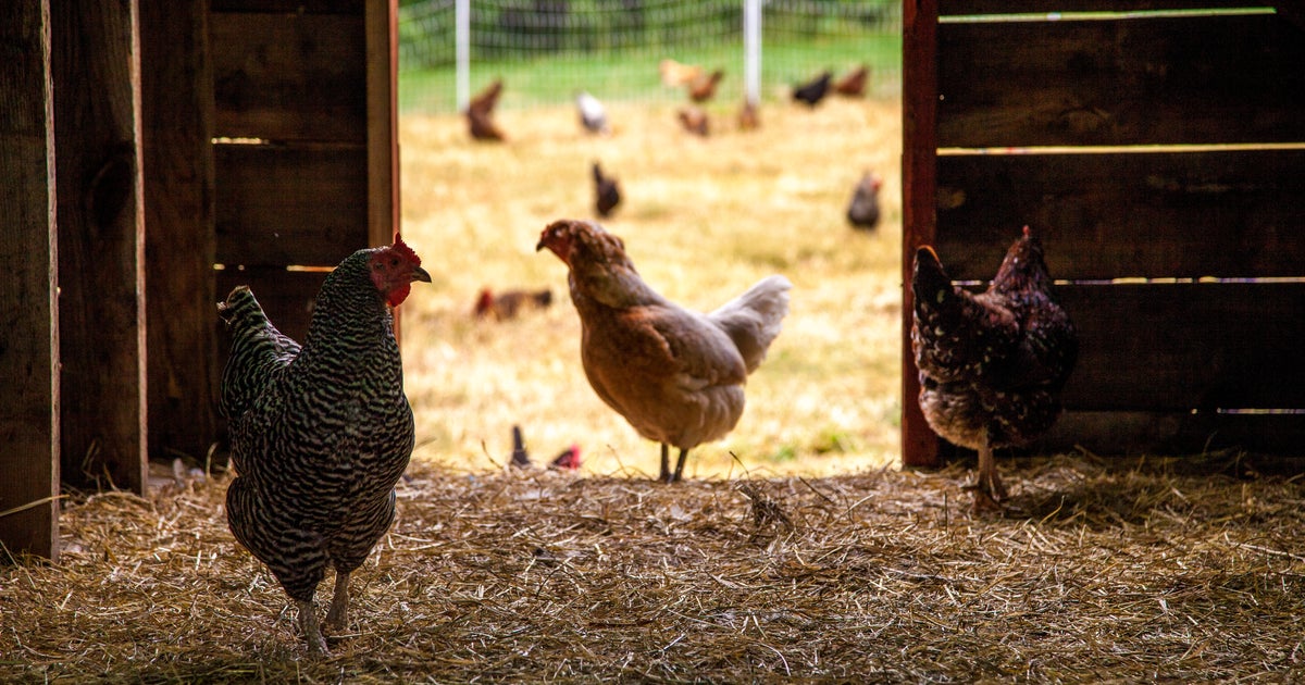 We're Pandemic Experts. Here's What Worries Us Most About Bird Flu.
