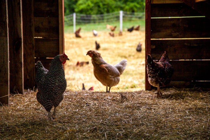 Experts are concerned for farm workers who are most likely to get sick from bird flu.