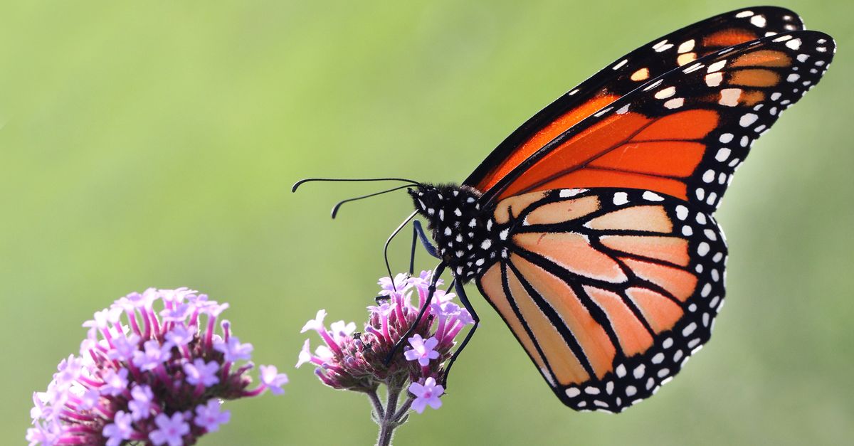 U.S. Proposes Listing Monarch Butterflies Under Endangered Species Act To Aid Recovery