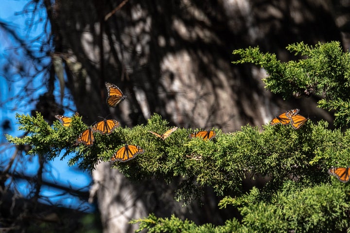 Monarch butterflies are seen as they overwinter in a protected area inside Natural Bridges State Beach in Santa Cruz, California, on Jan. 26, 2023.