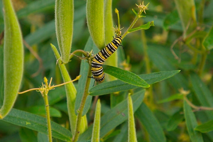 Monarch butterflies rely on native milkweed to thrive.