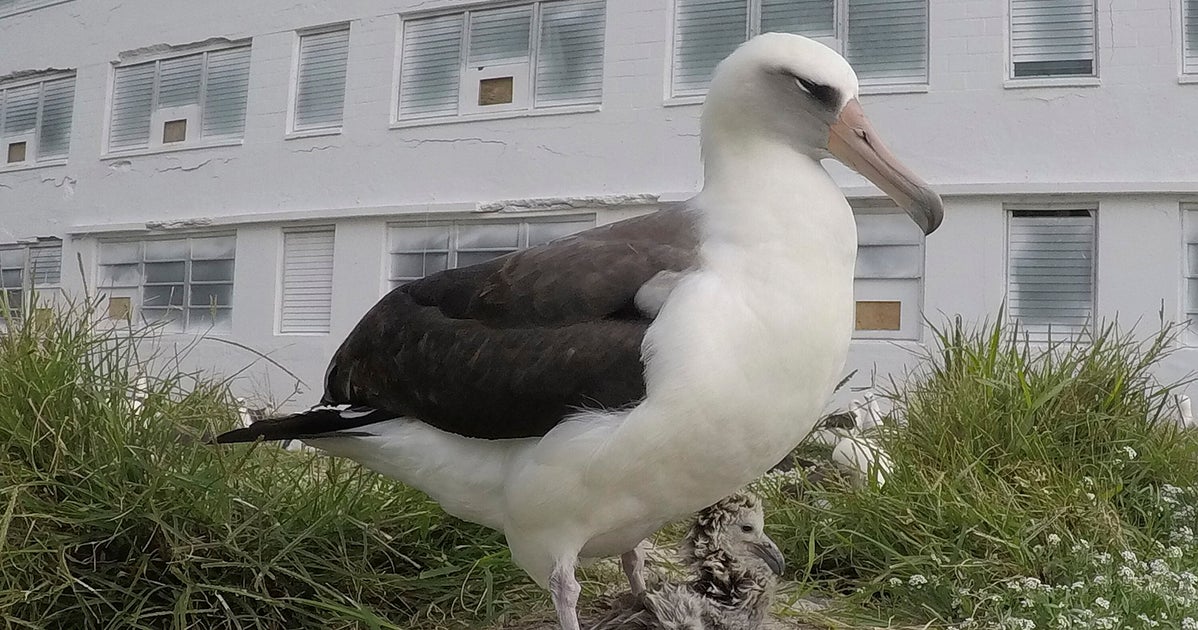 推定74歳、世界最高齢の野鳥が産卵。新しいパートナーと仲良く子育て