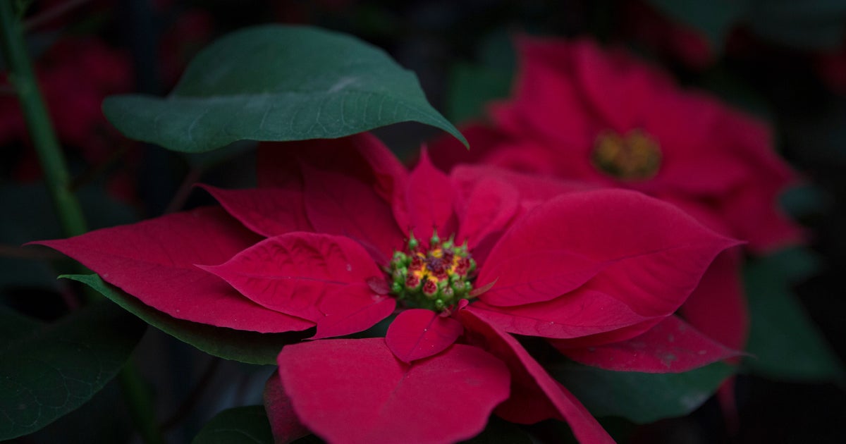 This Common Mistake May Be Ruining Your Poinsettia Before Christmas