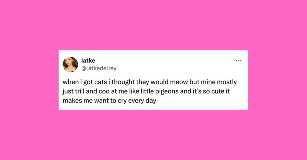 NextImg:24 Of The Funniest Tweets About Cats And Dogs This Week