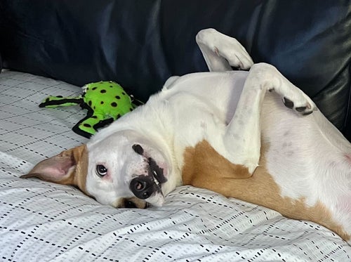 do male dogs masturbate Mounting Behavior in Dogs (Sex, Dominance, Stress...or something else?)