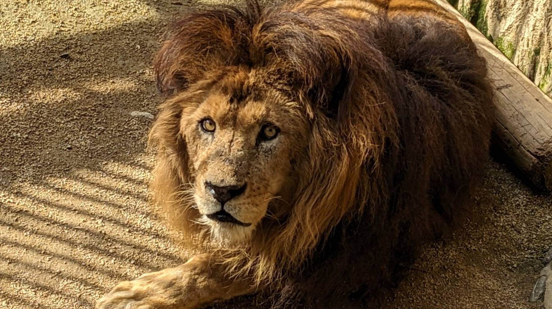 ライオンの爪を掃除中に発見⇒その大きさに「さすが百獣の王