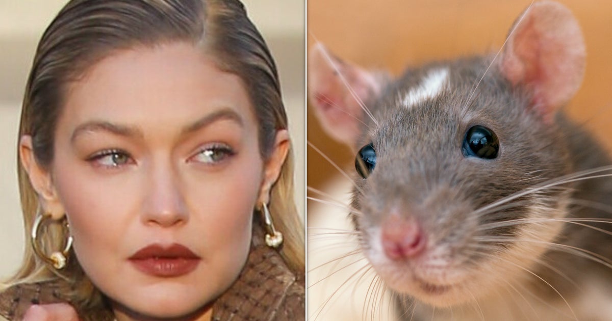 NextImg:Gigi Hadid Confirms Not Even Supermodels Are Safe From NYC's Rat Problem
