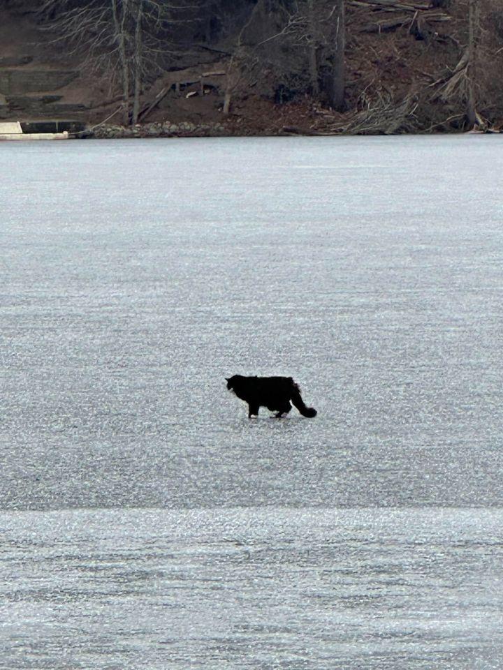 アメリカ・マサチューセッツ州で凍ったナブナセット湖の上をさまよっていた猫。ウェストフォード動物管理局がFacebookに投稿した写真