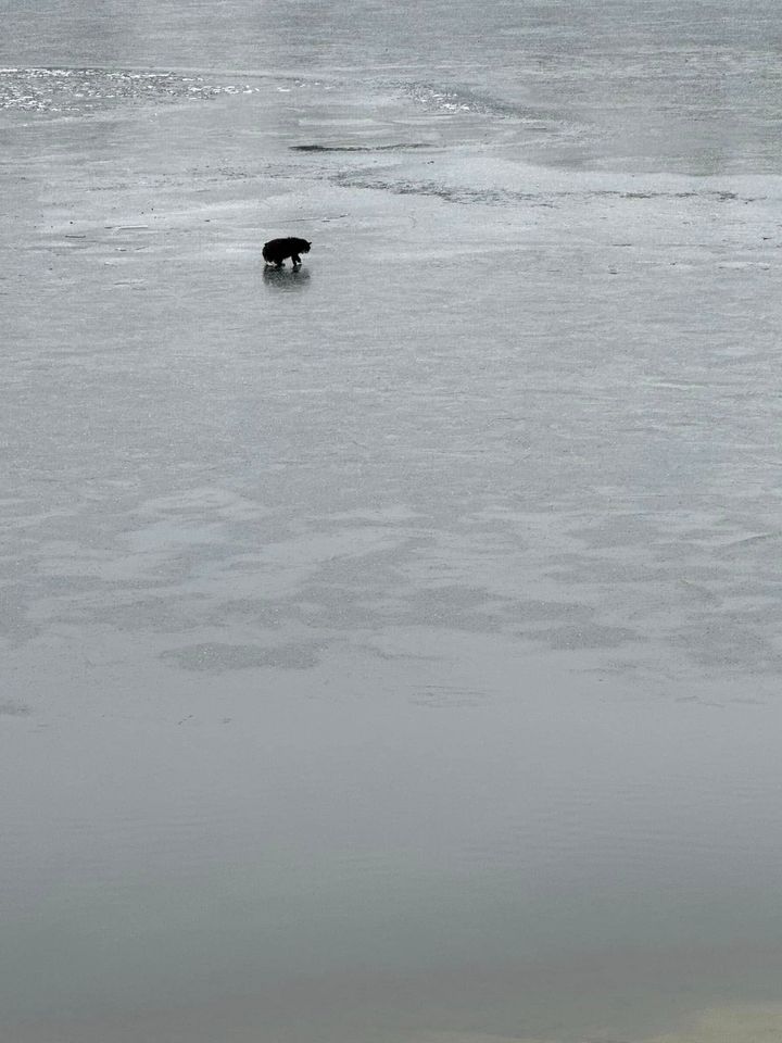 湖の上にいる猫を見つけて通行人が警察に通報した（アメリカ・マサチューセッツ州）