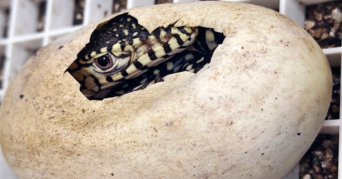 Los Angeles Zoo Hatches Its First-Ever Perentie Lizards