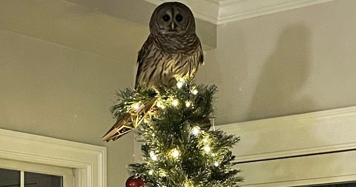 NextImg:Owl Strikes Perfect Pose On Christmas Tree After Flying Down Chimney