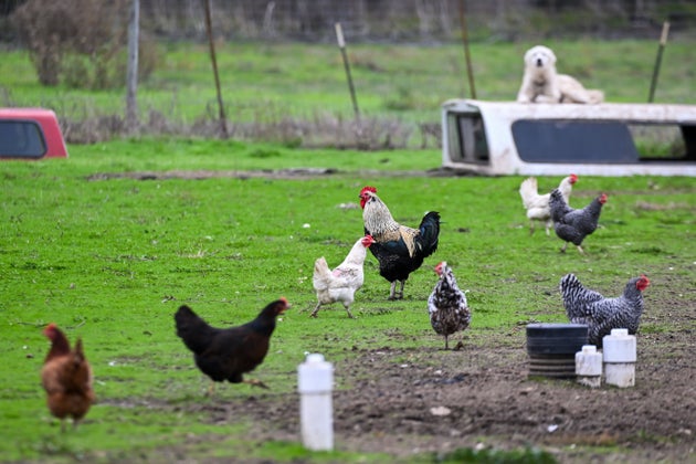 ΠΕΣΚΑΔΕΡΟ, ΚΑΛΙΦΟΡΝΙΑ - 20 ΔΕΚΕΜΒΡΙΟΥ: Θέα από κοτόπουλα και έναν κόκορα σε ένα αγρόκτημα καθώς η Καλιφόρνια κηρύσσει κατάσταση έκτακτης ανάγκης για να αποτρέψει νέα κρίση δημόσιας υγείας στη γρίπη των πτηνών. (Photo by Tayfun Coskun/Anadolu via Getty Images)