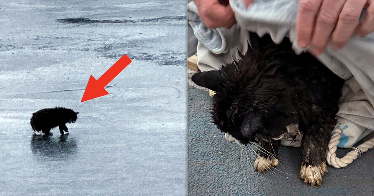 20-Year-Old Blind Cat Rescued By Strangers After Falling Through Floating Ice