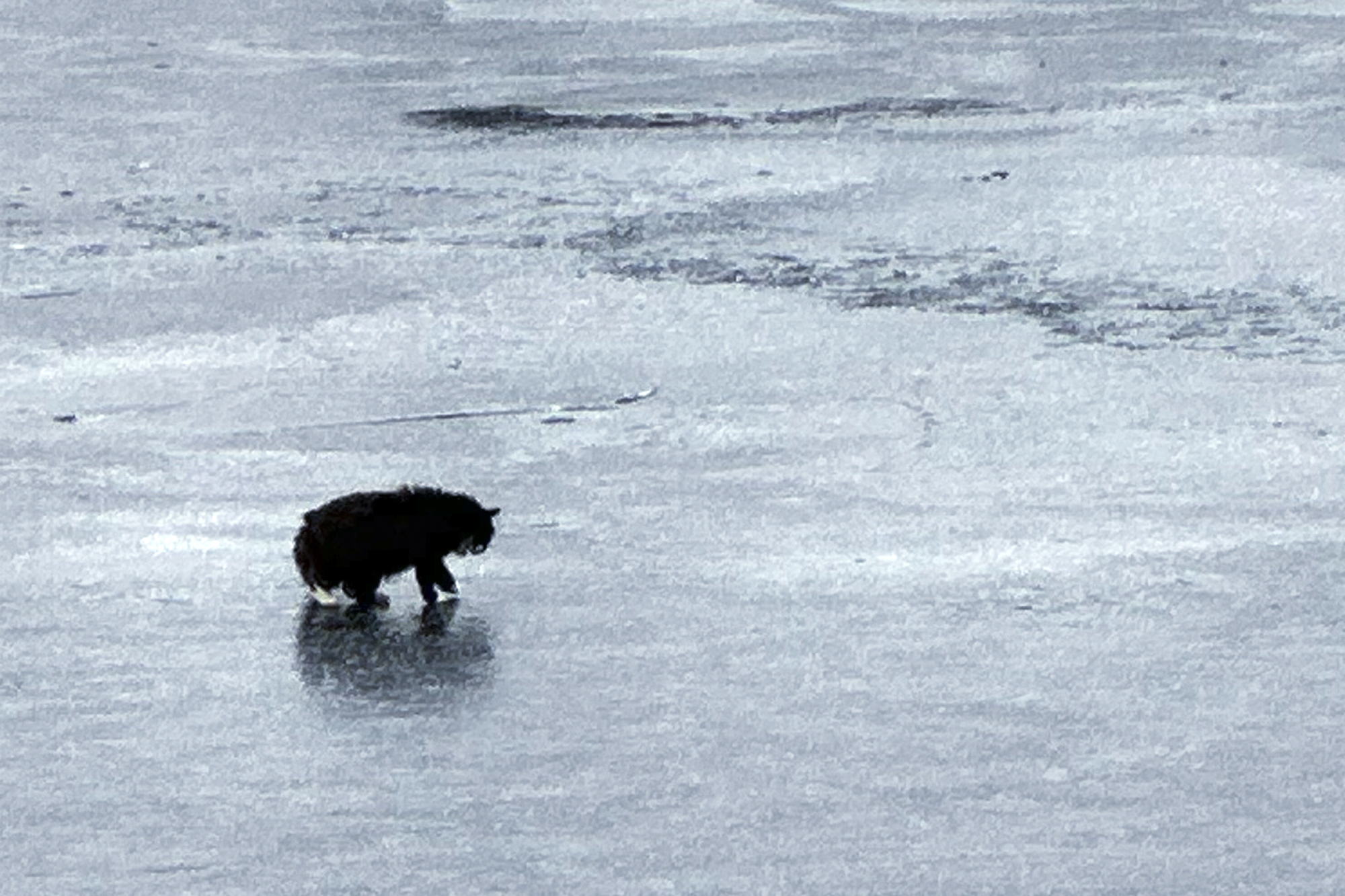 20-Year-Old Blind Cat Rescued By Strangers After Falling Through Floating Ice