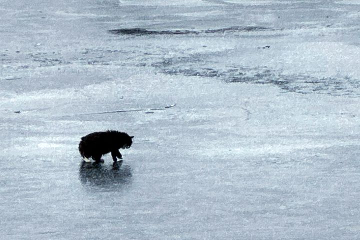 In this image provided by Dawn Felicani, Tiki, a 20-year-old blind cat, walks on the thin ice of Nabnasset Pond, before being rescued, Monday Dec. 16, 2024, in Westford, Massachusetts.