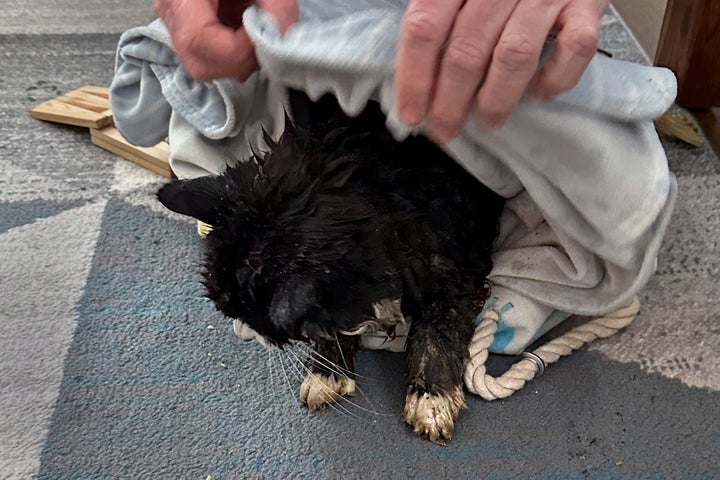 In this image provided by Dawn Felicani, Tiki, a 20-year-old blind cat, is toweled dry after being rescued from the thin ice of Nabnasset Pond, Monday Dec. 16, 2024, in Westford, Massachusetts.