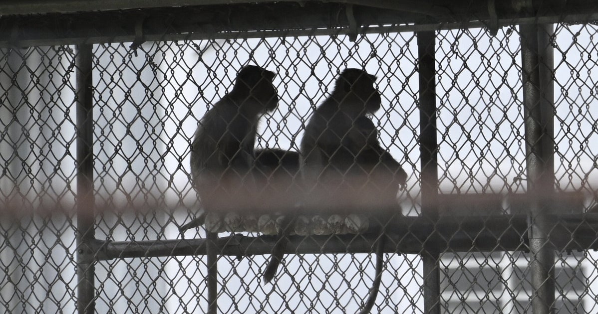 Final 4 Escaped Lab Monkeys Stick Together As They Avoid Traps In South Carolina