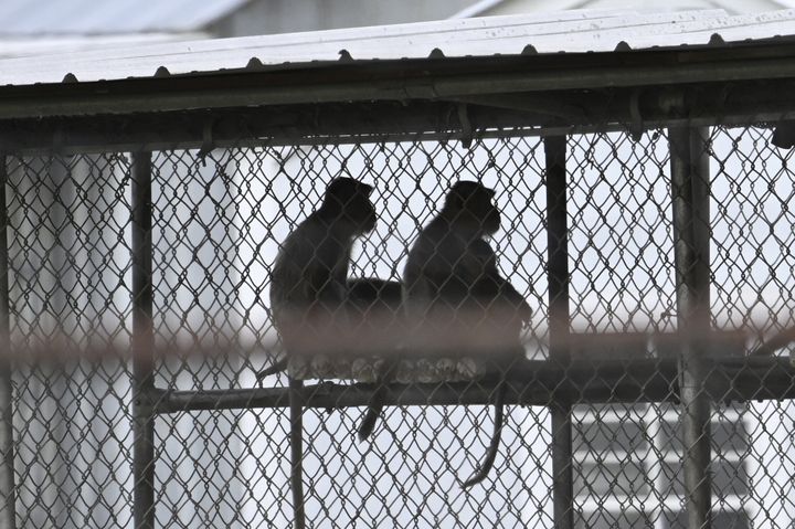 A view of monkey cages at the Alpha Genesis facility in Yemassee, South Carolina.