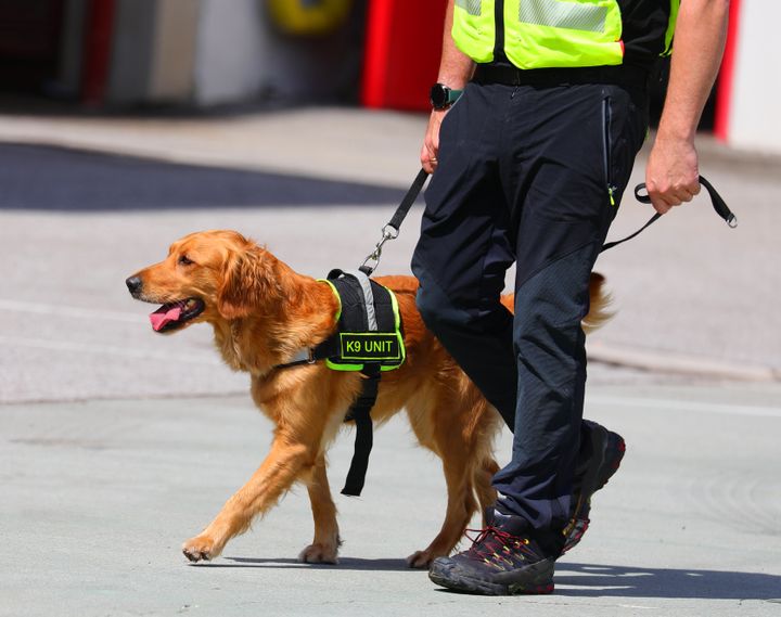 Molecular dog of the canine unit with the text K9 UNIT on the harness during the search for missing persons after the tragedy