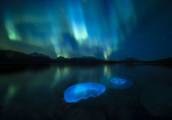 「Aurora Jellies（オーロラのクラゲたち）」