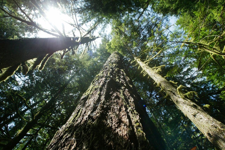 Old-growth Douglas firs along the Salmon River Trail in 2004 in Mt. Hood National Forest outside Zigzag, Oregon.