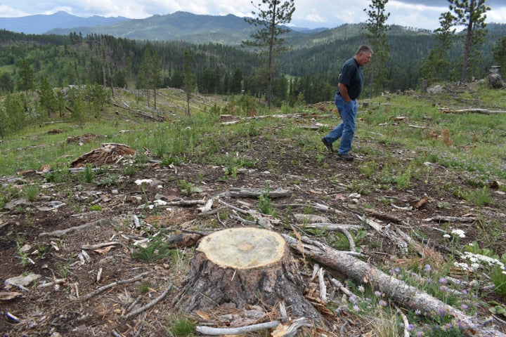 Blaine Cook, a retired U.S. Forest Service forest management scientist, walks through a logging site on July 14, 2021, in the Black Hills National Forest near Custer City, South Dakota.