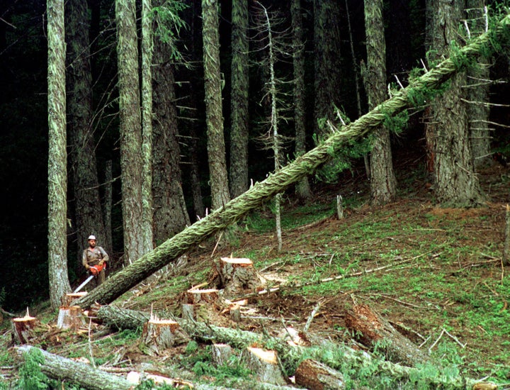 A logger falling a large tree on the Umpqua National Forest near Oakridge, Oregon. A federal judge issued a court order on Oct. 17, 2013. allowing loggers to resume work in national forests as the U.S. Forest Service began lifting a logging ban prompted by a government shutdown.