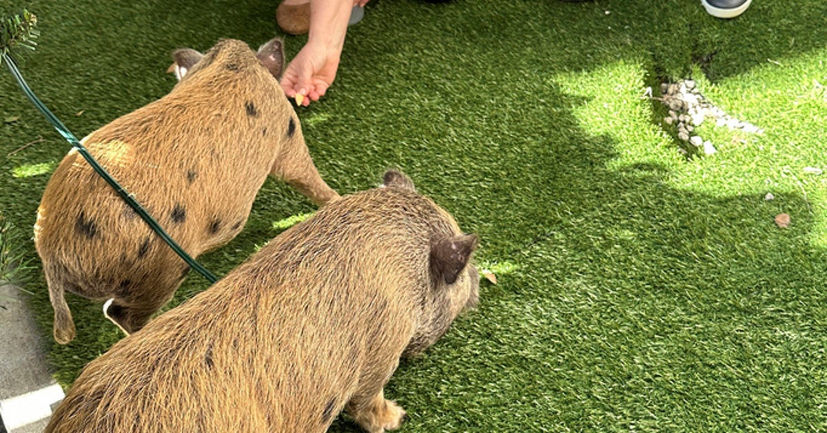 NextImg:Florida Mayor Pardons Baby Pigs In Cuban Twist On White House Turkey Tradition