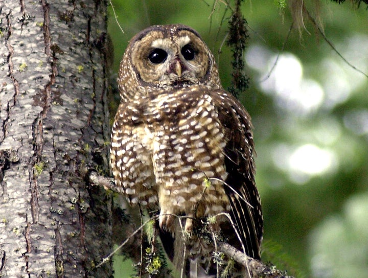 A northern spotted owl in the Deschutes National Forest near Camp Sherman, Oregon.