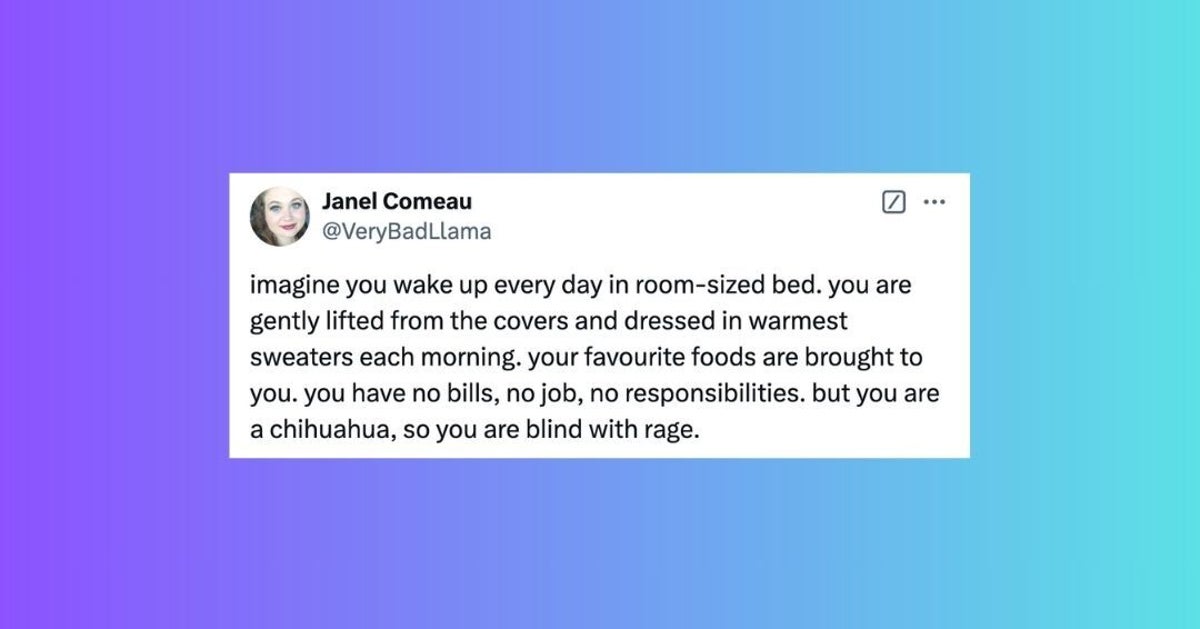 NextImg:50 Of The Funniest Tweets About Cats And Dogs In 2024