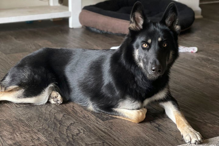 This photo provided by Brooke Comer on Friday, Dec. 27, 2024, shows Athena, a 4-year-old German shepherd and husky mix, who returned home to her Florida family in the middle of the night on Christmas Eve 2024 by ringing the doorbell, ending a more than weeklong mass search among her community.