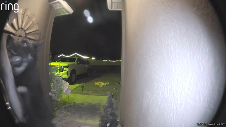 In this image from video provided by Brooke Comer, Athena, a 4-year-old German shepherd and husky mix, approaches the video doorbell of Comer's home in Green Cove Springs, Fla., on Christmas Eve, Tuesday, Dec. 24, 2024.