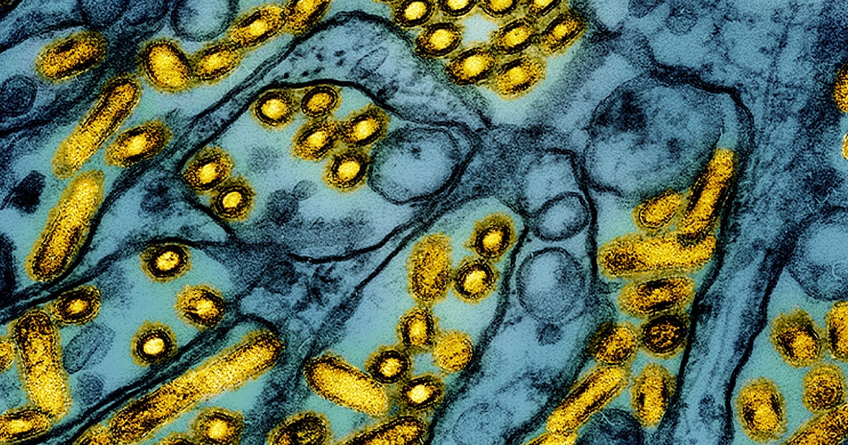NextImg:CDC Says Bird Flu Likely Mutated Within Severely Ill Louisiana Patient