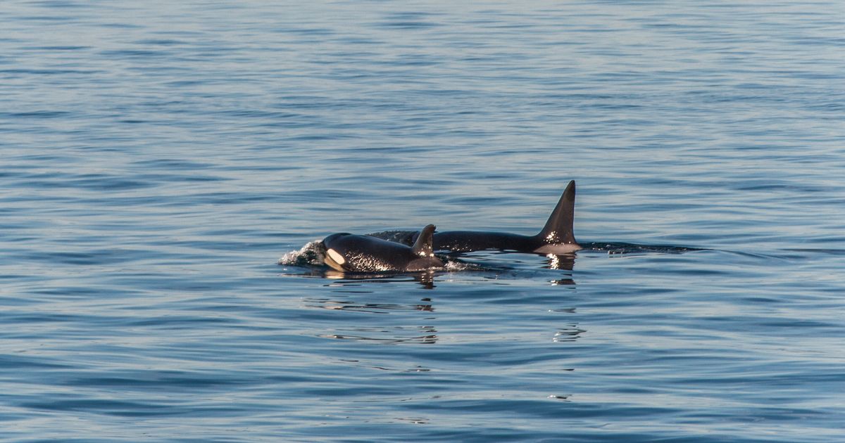 Tahlequah, Orca Who Carried Dead Calf’s Body For 1,000 Miles, Has New Baby