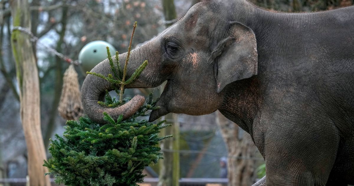 Elephants At Berlin Zoo Get Unsold Christmas Trees As Late Holiday Gifts