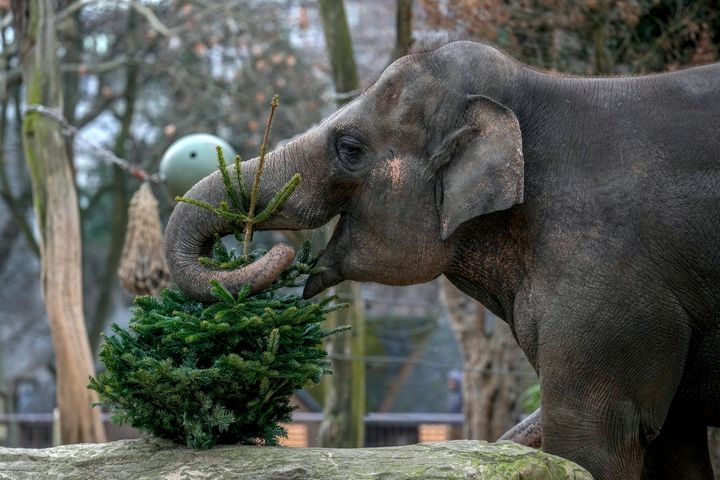 For the elephants and others at the Berlin Zoo, it's finally time to unwrap their Christmas presents.