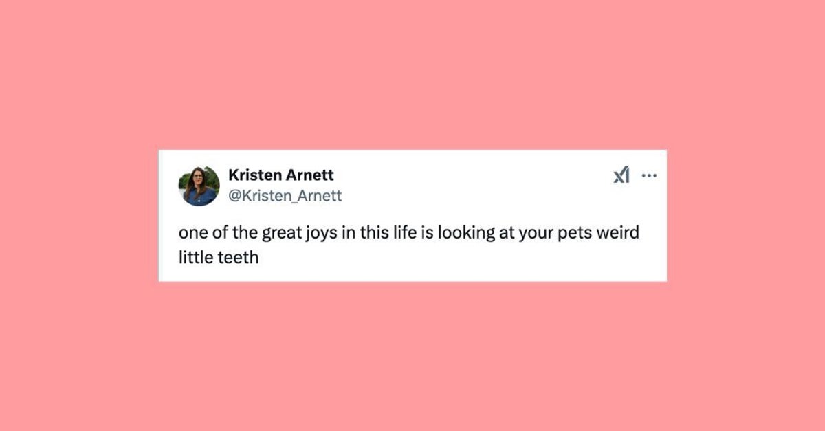 NextImg:22 Of The Funniest Tweets About Cats And Dogs This Week
