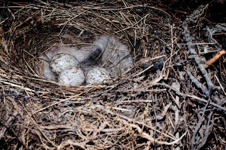 A nest of branches and straw with some bird eggs inside waiting to hatch