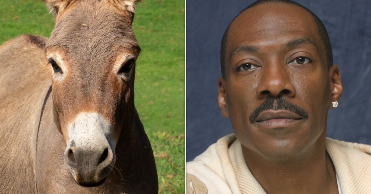 Fans Mourn Death Of Real-Life Donkey That Inspired Eddie Murphy's 'Shrek' Character