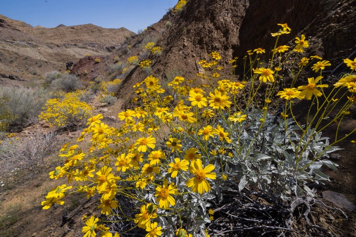 Yellow brittlebush flowers bloom near Red Canyon in the then-proposed Chuckwalla Mountains National Monument on April 20, 2024, near Chiriaco Summit, California. The monument is one of two that Biden is designating in California.