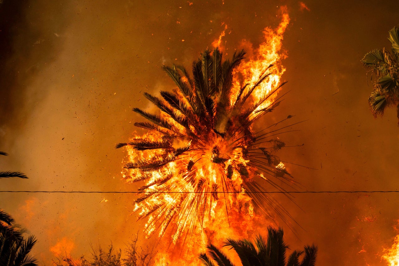 A palm tree burns during the Palisades Fire in the Pacific Palisades neighborhood of Los Angeles on Tuesday.