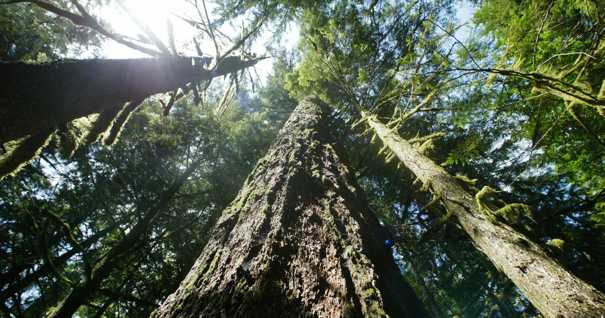 Biden Administration Pulls The Plug On Old-Growth Forest Protection Plan