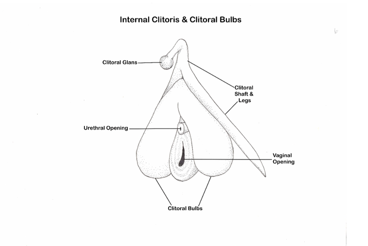 Diagram of the clitoris from "Becoming Cliterate."