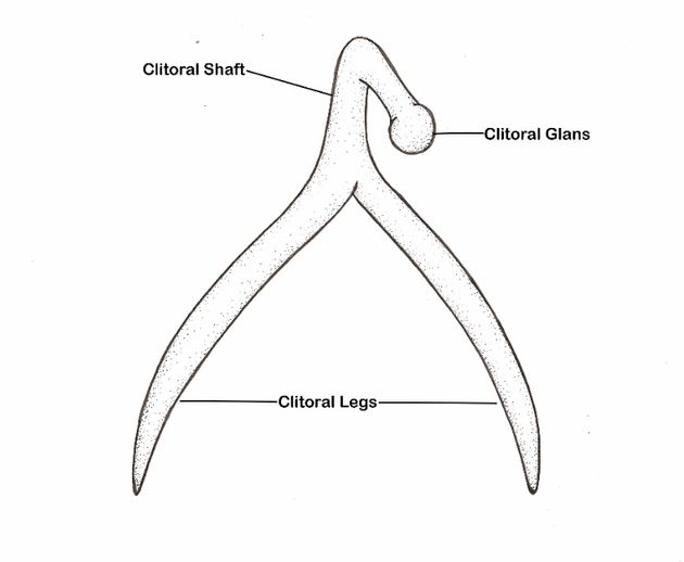 In this diagram from 